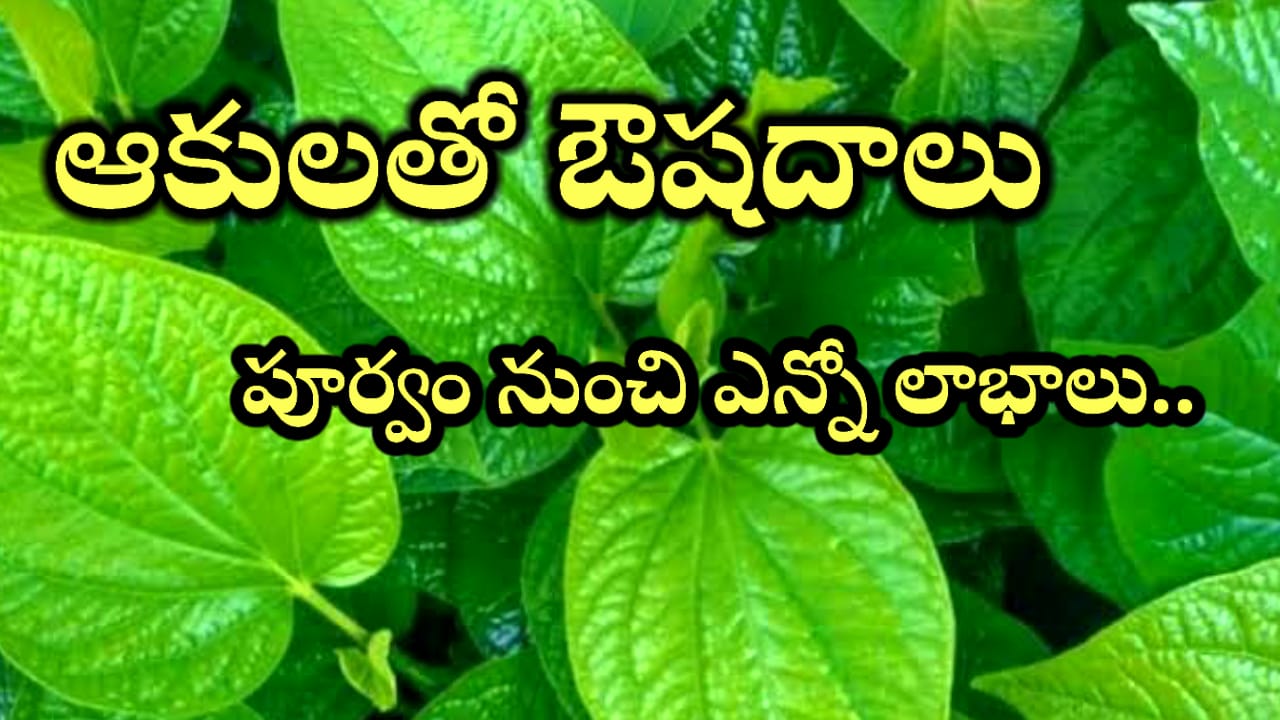 Hair Fall Control – ఈ ఒక్క ఆకులు ఎన్నో ఔషధ విషయాలు.. వాడి చూడండి లాభాలు ఎన్నో..