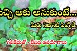 Health Tips Telugu