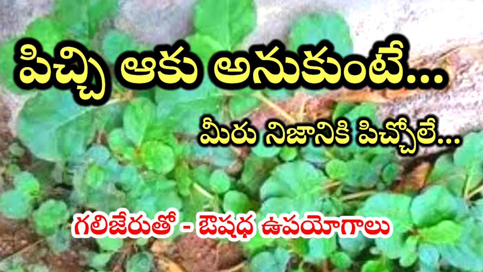 Health Tips Telugu – పిచ్చి ఆకు అనుకుంటే పొరపాటు… ఈ ఒక్క ఆకుతో మీ లివర్ మొత్తం క్లీన్…