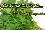 Coriander Benefits